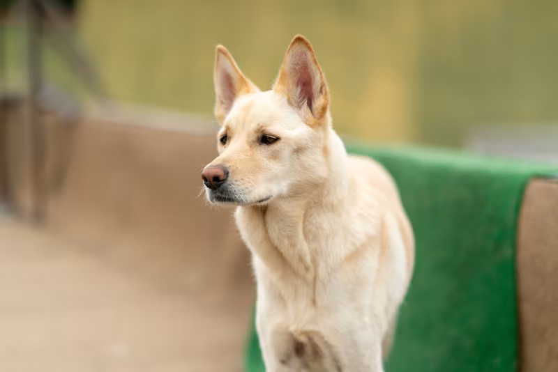 Jindo Dog, Korean Jindo Dog, K9, police dog