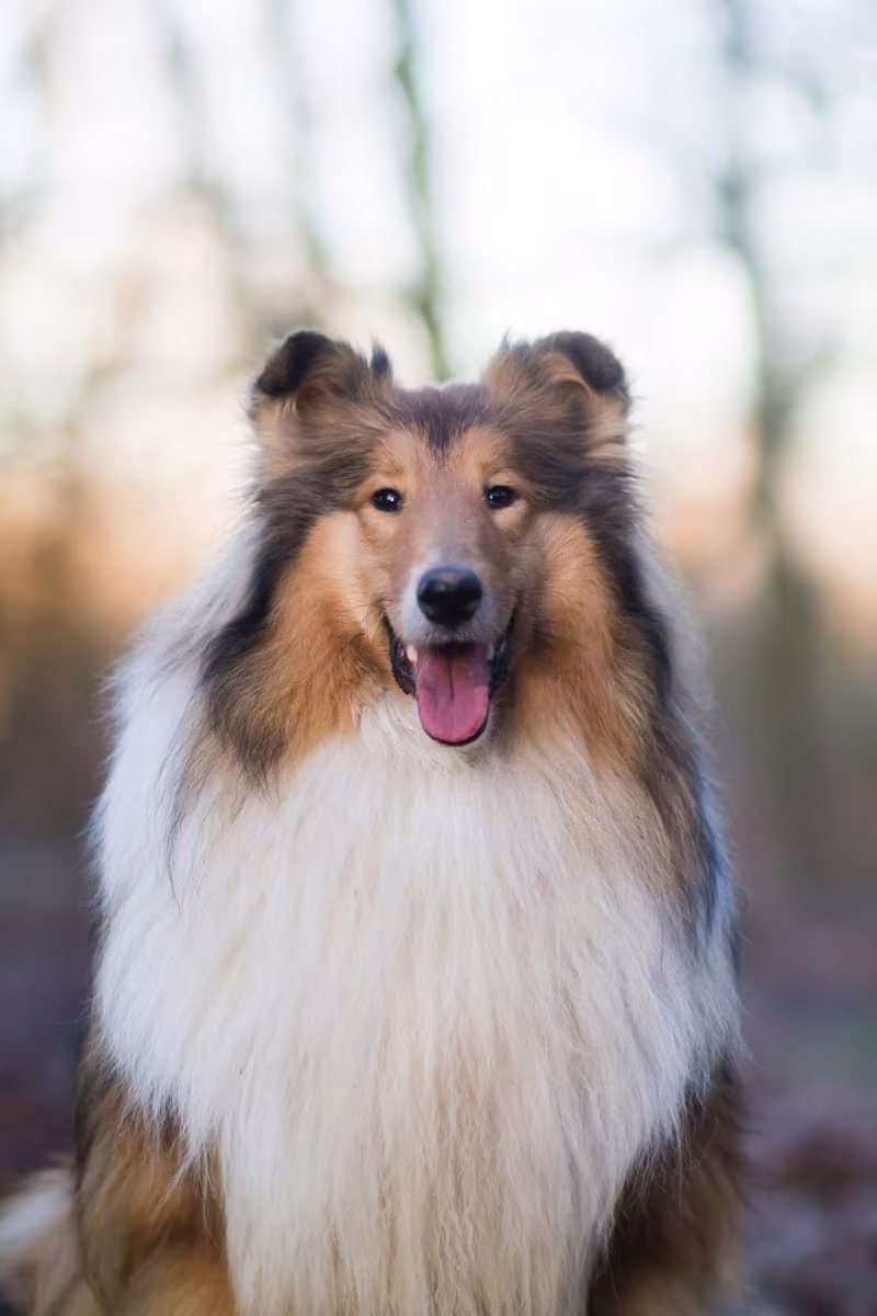 MDR1, heartworm test, Australian Shepherd,Border Collie,Collie,German Shepherd Dog,Miniature American Shepherd,Old English Sheepdog,Shetland Sheepdog,ivermectin,