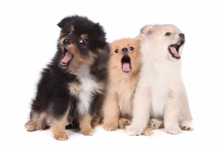 Pomeranian, Killer, Tammy Wynette, music