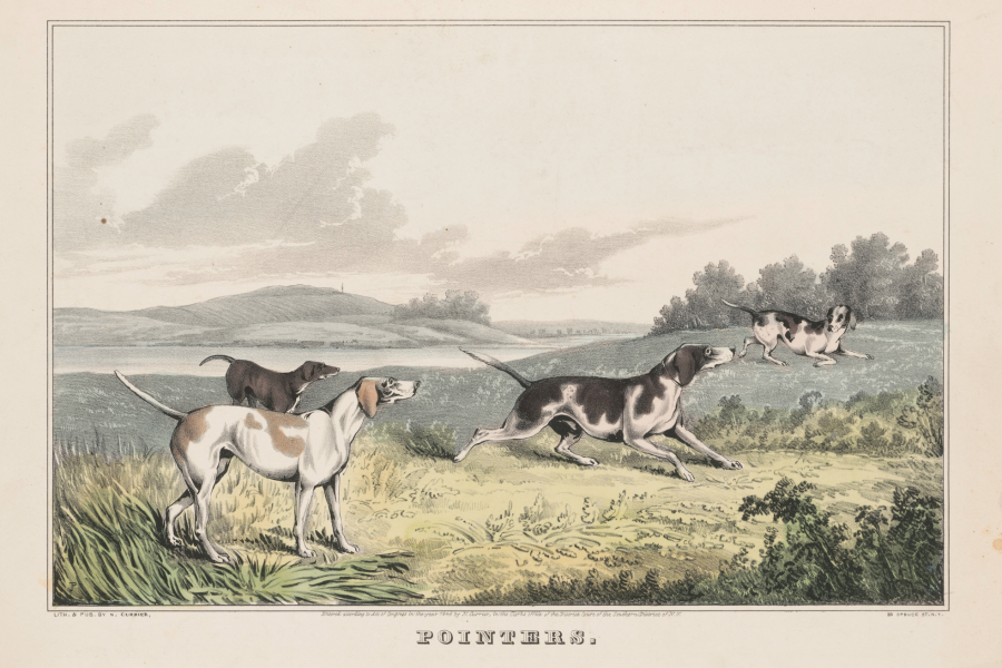 Dropper, Pointer, setter, hunting dog,Arnold Burges