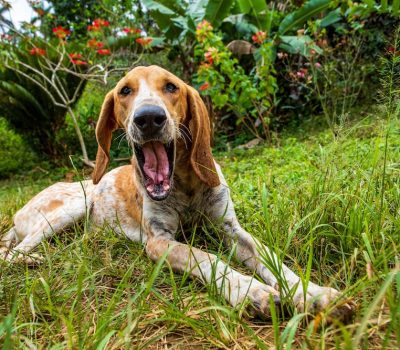 American English Coonhound, Virginia Hound, English Fox and Coonhound