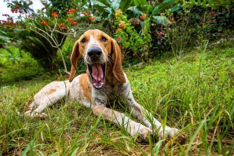 American English Coonhound, Virginia Hound, English Fox and Coonhound