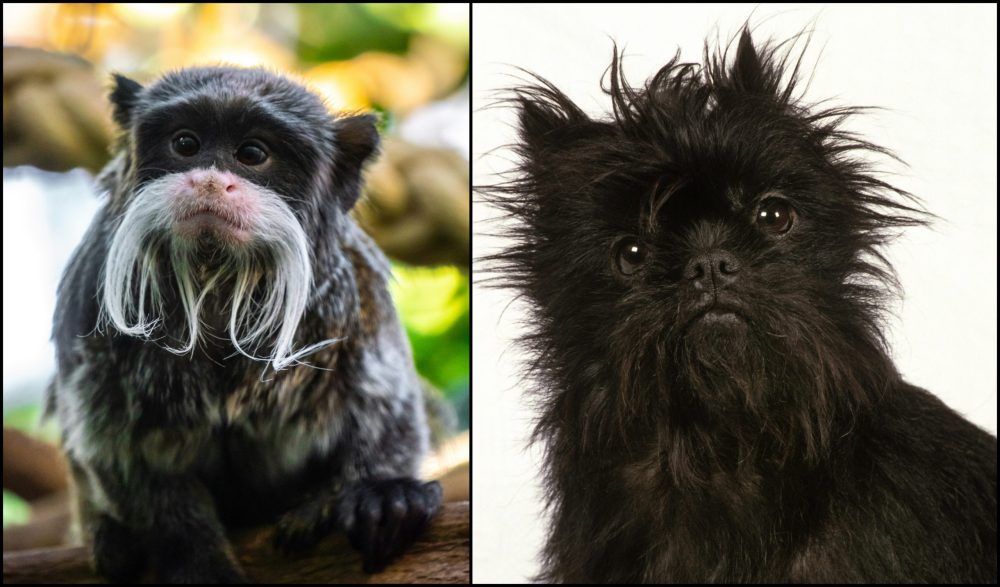 Affenpinscher, bite, teeth, type