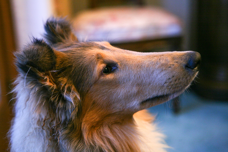 Collie, type, expression, eye, head breed, 