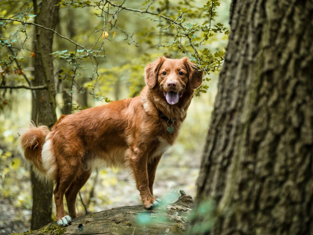 Nova Scotia Duck Tolling Retriever,Babe Ruth, George Herman Ruth, Col. Cyril Colwell,