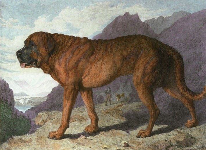 |Saint Bernard, Alpine Mastiff, Edwin Landseer, "Lion," "L'Ami" 