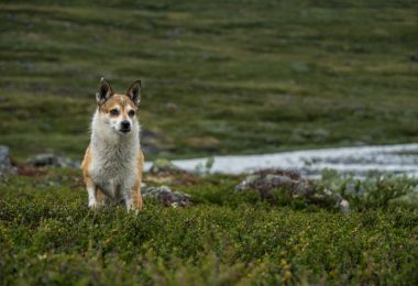 Norwegian Lundehund, flexible, polydactyl