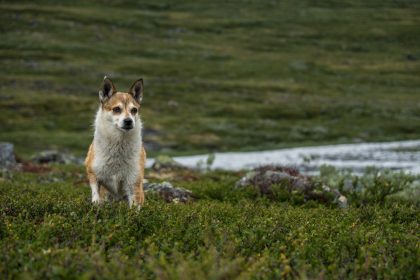 Norwegian Lundehund, flexible, polydactyl