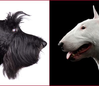 nose, roman nose, shark nose, Scottish Terrier, Bull Terrier