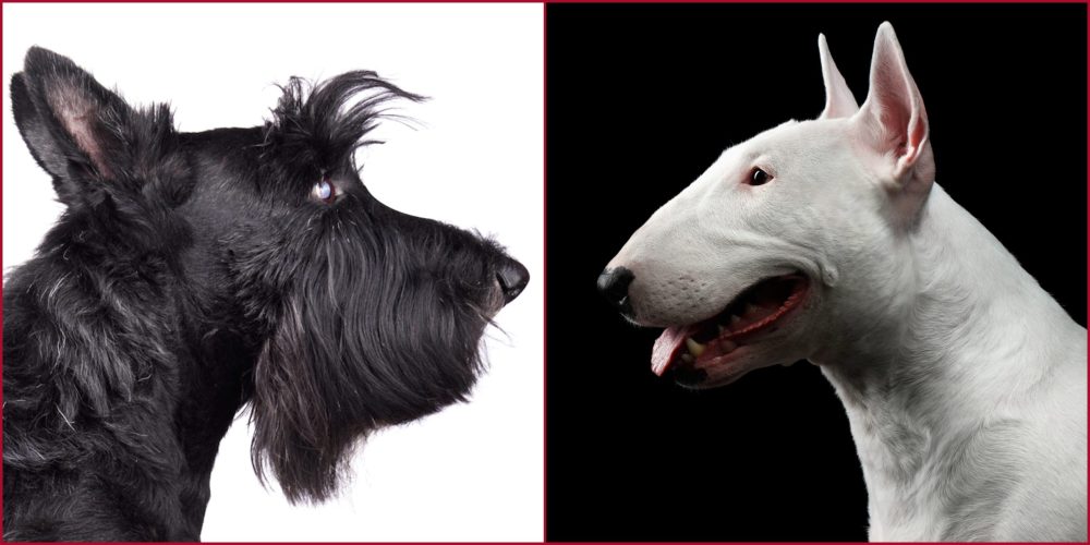 nose, roman nose, shark nose, Scottish Terrier, Bull Terrier