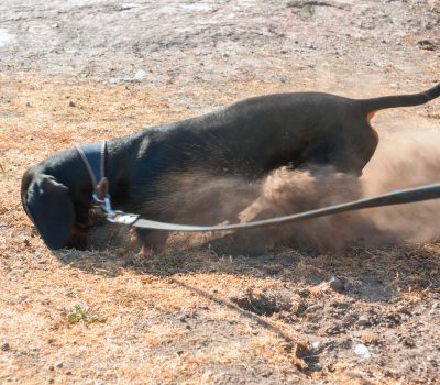 Many dog owners have witnessed an unofficial earthdog trial in their own backyard every time the dog goes out and furiously digs in the ground to get at a critter, but the first official earthdog trial wasn't held until 1994