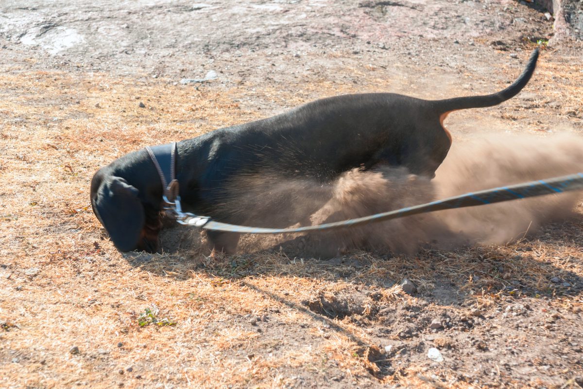 Many dog owners have witnessed an unofficial earthdog trial in their own backyard every time the dog goes out and furiously digs in the ground to get at a critter, but the first official earthdog trial wasn't held until 1994