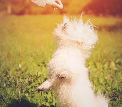 Bolognese, Bichon, Melitensis,Gian Franco Giannelli, Bolo Dance