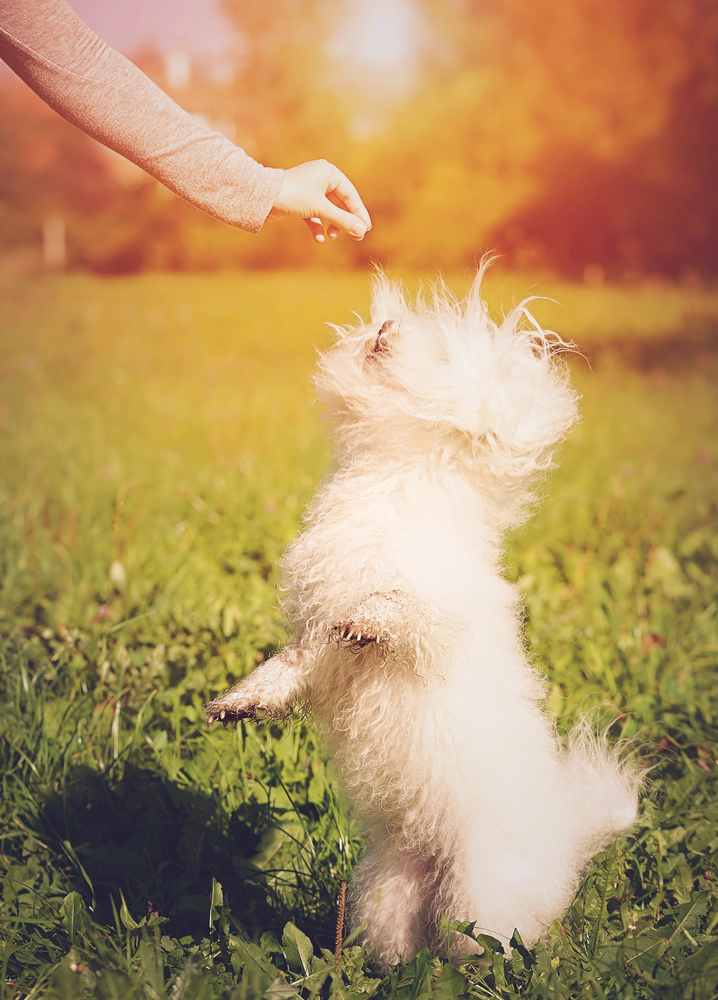 Bolognese, Bichon, Melitensis,Gian Franco Giannelli, Bolo Dance