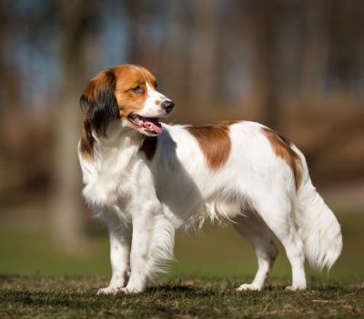 Nederlandse Kooikerhondje, color, agouti, 