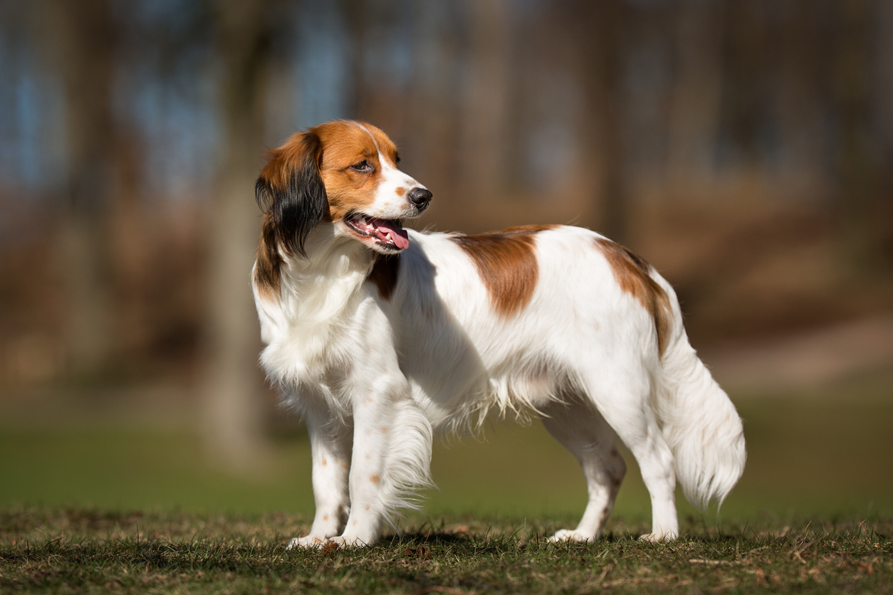 Nederlandse Kooikerhondje, color, agouti, 