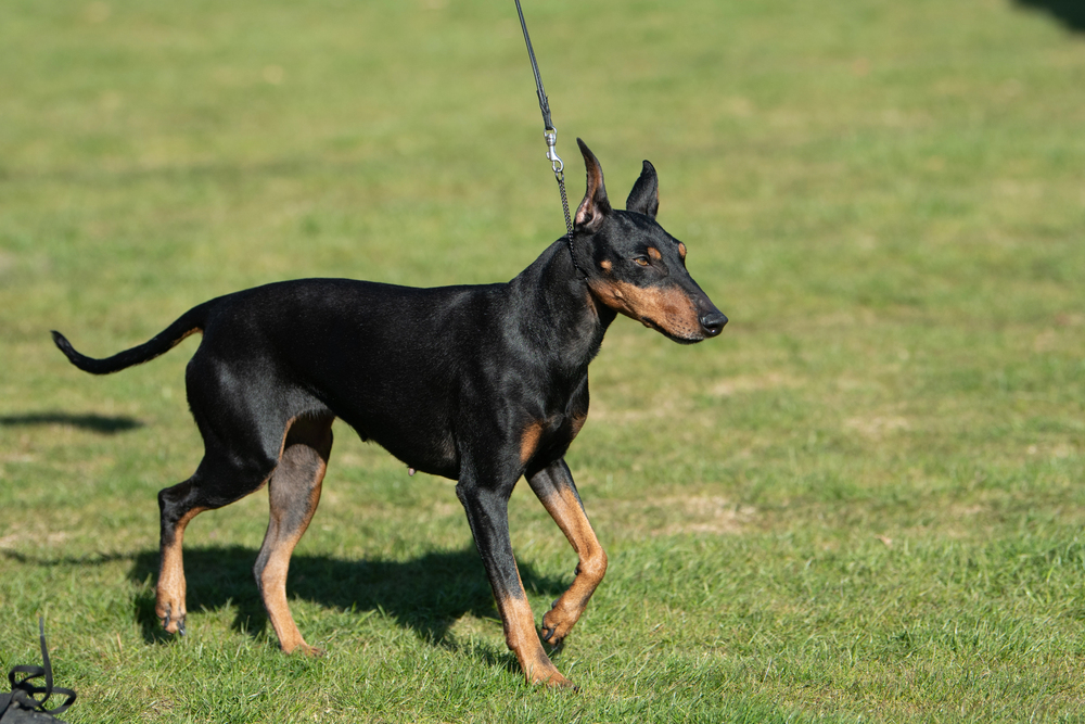 breeching, Manchester terrier, term, thumb mark,color, tan