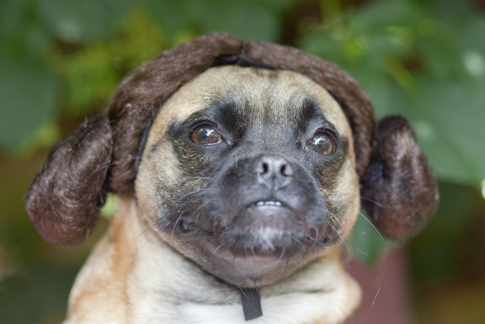 Debbie Reynolds, Carrie Fisher, Eddie Fisher, French Bulldog, comfort dog, therapy dog, Elizabeth Taylor, script doctor, star wars, mental health, Princess Leia