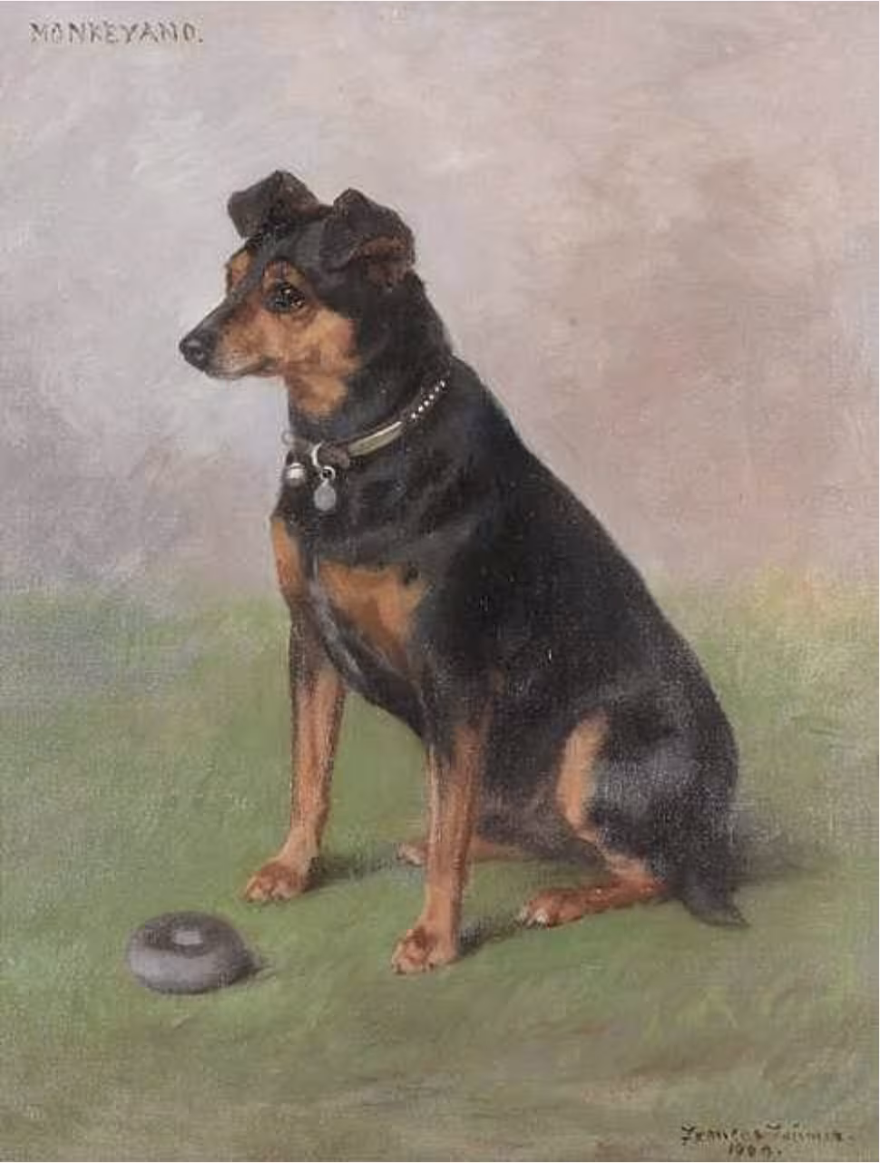 breeching, Manchester terrier, term, thumb mark,color, tan
