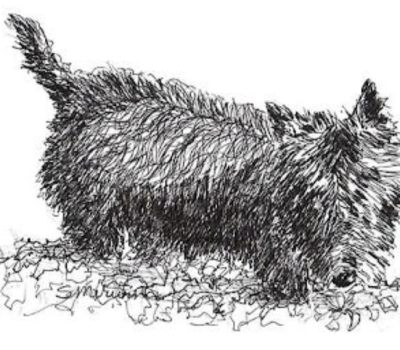  Scottish Terrier, Splinter, Scottie, Captain Gordon Murray, J.B. Morrison,  Captain W.W. Mackie, Scotch Terrier, 