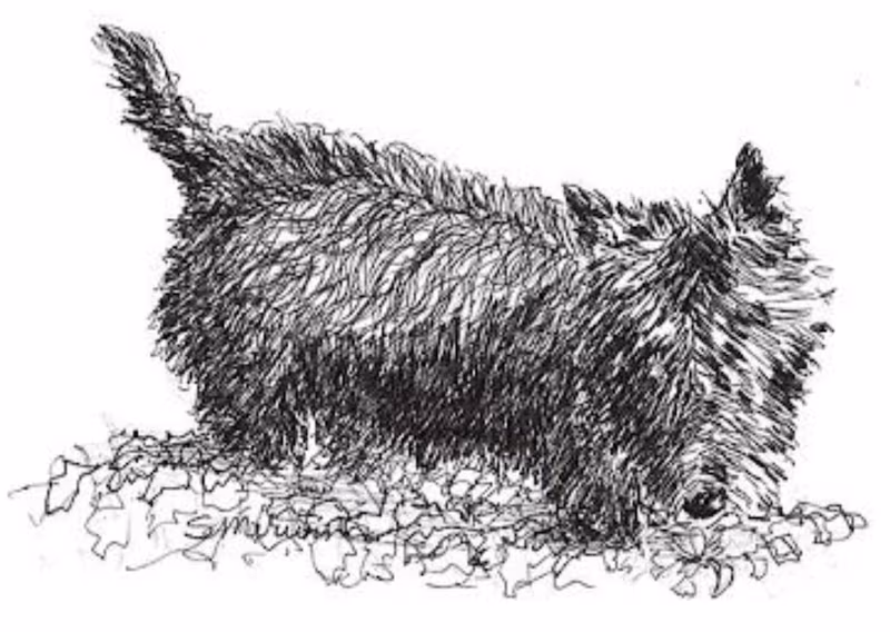 Scottish Terrier, Splinter, Scottie, Captain Gordon Murray, J.B. Morrison, Captain W.W. Mackie, Scotch Terrier,