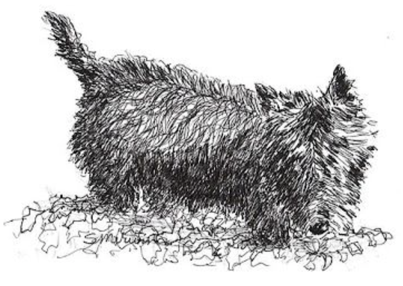  Scottish Terrier, Splinter, Scottie, Captain Gordon Murray, J.B. Morrison,  Captain W.W. Mackie, Scotch Terrier, 