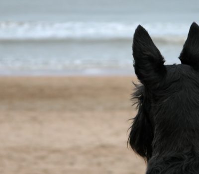 Scottish Terrier, Gumnut Land, Gumnut Babies, May Gibbs, Anne Geddess, Scottie, literature