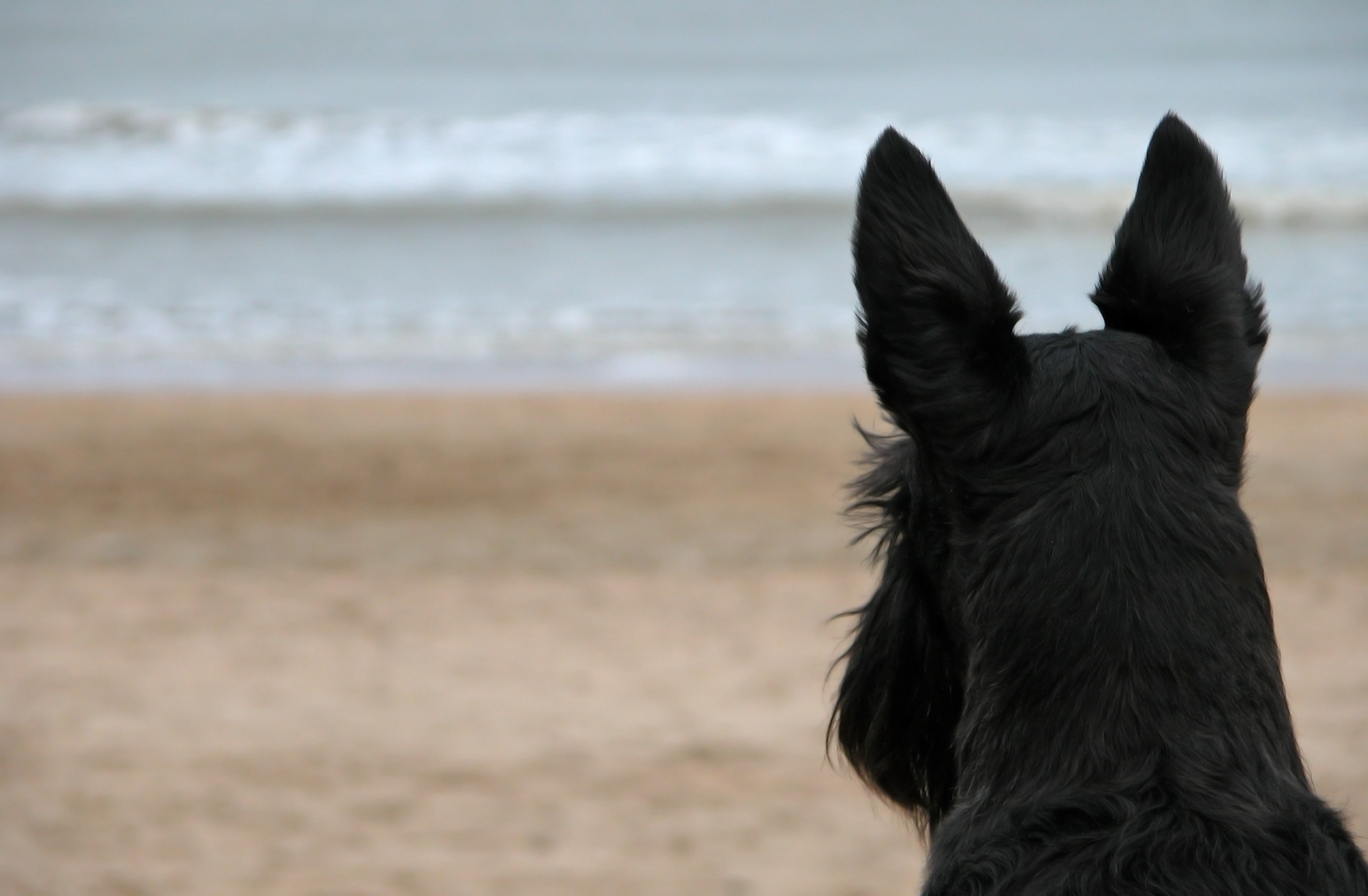 Scottish Terrier, Gumnut Land, Gumnut Babies, May Gibbs, Anne Geddess, Scottie, literature