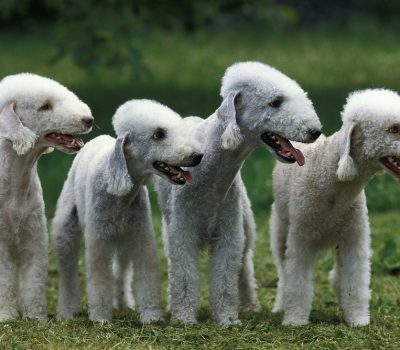 Tick Tack, Bedlington Terrier, Anthony and Anna Neary, William Rockefeller, Ananias, W.S. Jackson, William H. Russell, Qui Vive