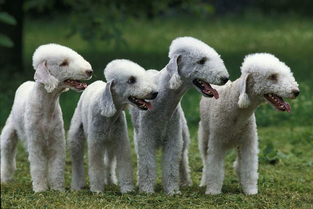 Tick Tack, Bedlington Terrier, Anthony and Anna Neary, William Rockefeller, Ananias, W.S. Jackson, William H. Russell, Qui Vive