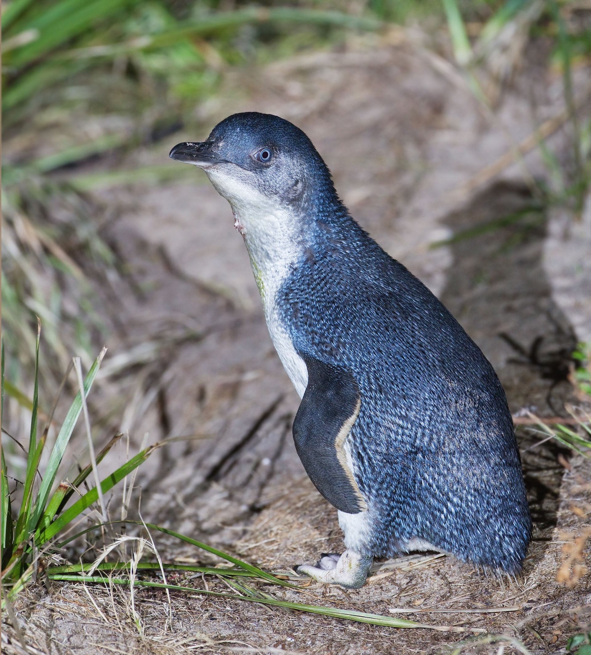 Penguin Parade, English Springer Spaniel, Border Terrier, Jagt Terrier, Phillip Island, Little Penguin, Conservation Dogs