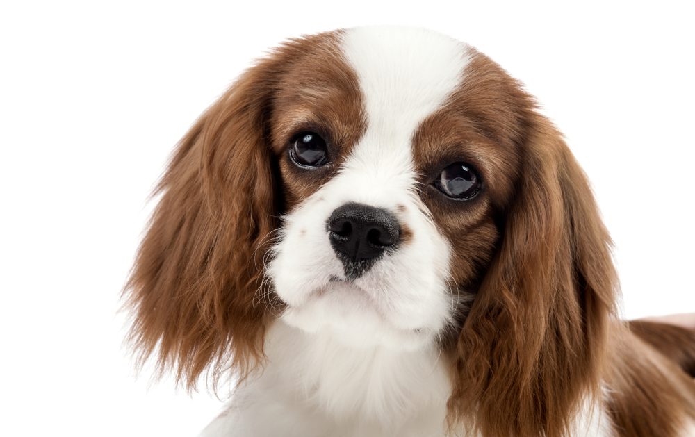 Cavalier King Charles Spaniel, marking, color, clown face