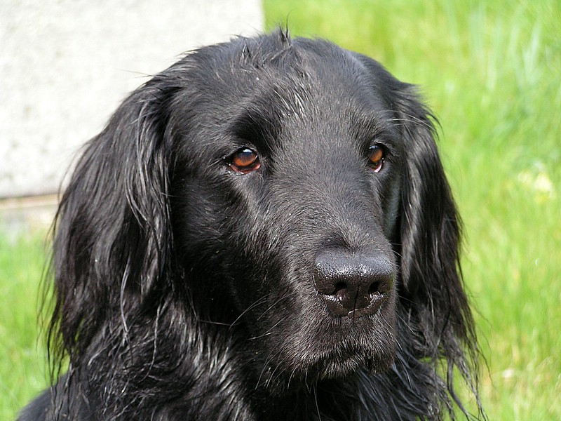 Flat-Coated Retriever, head, one piece head