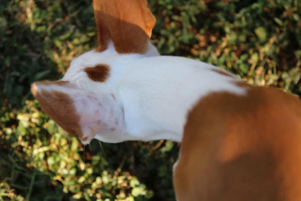 third eye, Ibizan Hound, Beezer,Third Eye Blind,axe mark,terms,coat, marking