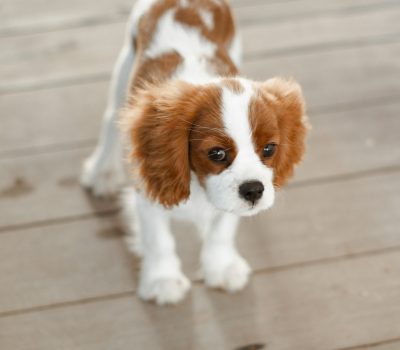 Cavalier King Charles Spaniel, marking, color, clown face