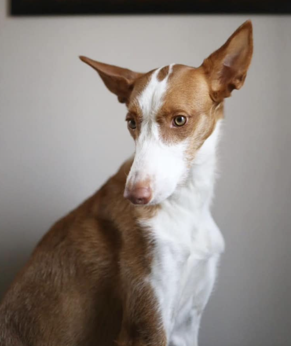 third eye, Ibizan Hound, Beezer,Third Eye Blind,axe mark,terms,coat, marking