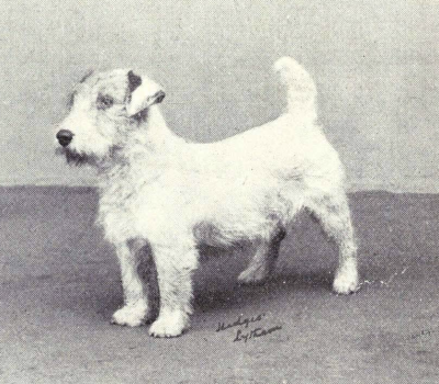 Shelburne Terrier, Shelburne Farm, J.Watson Webb, Norfolk Terrier, Sealyham Terrier