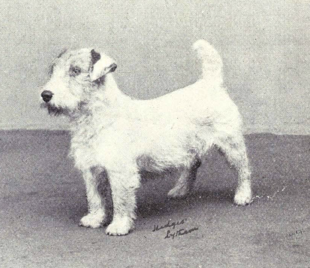 Shelburne Terrier, Shelburne Farm, J.Watson Webb, Norfolk Terrier, Sealyham Terrier