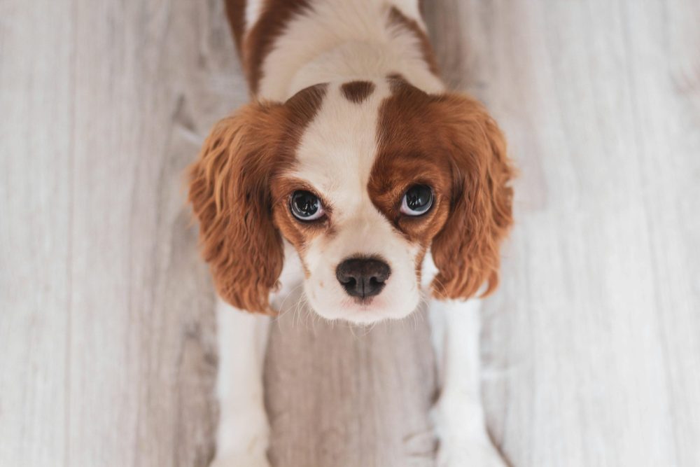 Cavalier King Charles Spaniel, marking, color, clown face