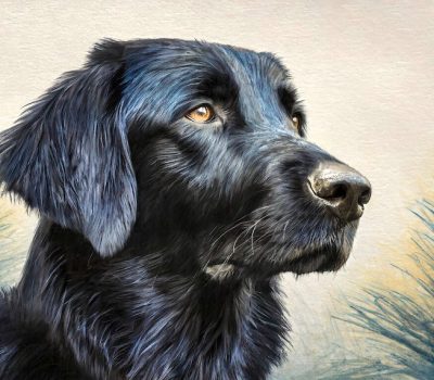 Flat-Coated Retriever, head, Flattie, one-piece head