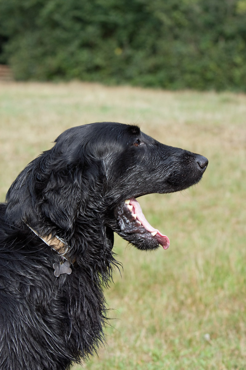 Flat-Coated Retriever, head, one piece head