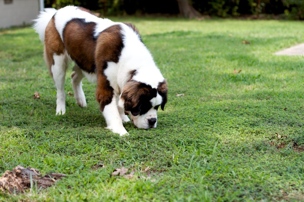 Saint Bernard, mantle, splash, torn mantle, markings, terms,there's a name for that