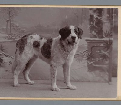 Saint Bernard, mantle, splash, torn mantle, markings, terms,there's a name for that