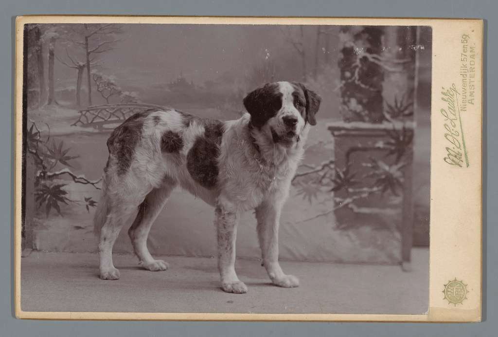 Saint Bernard, mantle, splash, torn mantle, markings, terms,there's a name for that