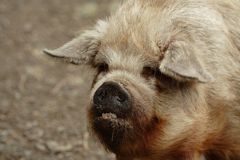 bite,English Foxhound, pigs-bite