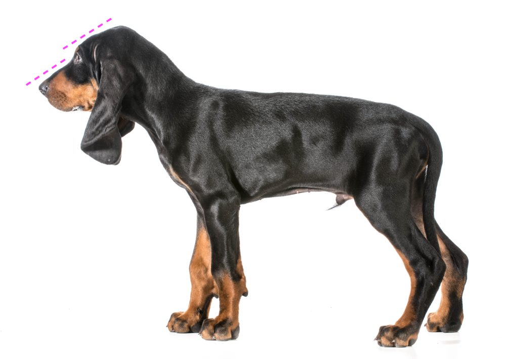 Black and Tan Coonhound, Pumpkin Seeds, head, olfactory,