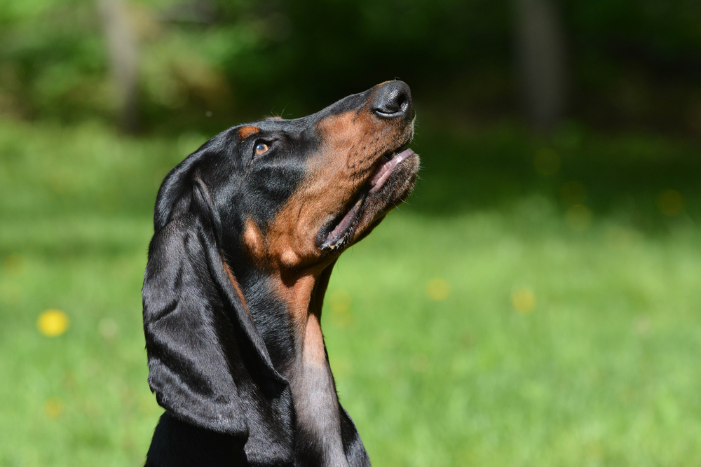 Black and Tan Coonhound, Pumpkin Seeds, head, olfactory,