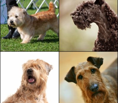 Glen of Imaal Terrier, Irish Terrier, Kerry Blue Terrier, Soft-Coated Wheaten Terrier, Jerome K. Jerome, Glen of Imaal Terrier, Irish terriers