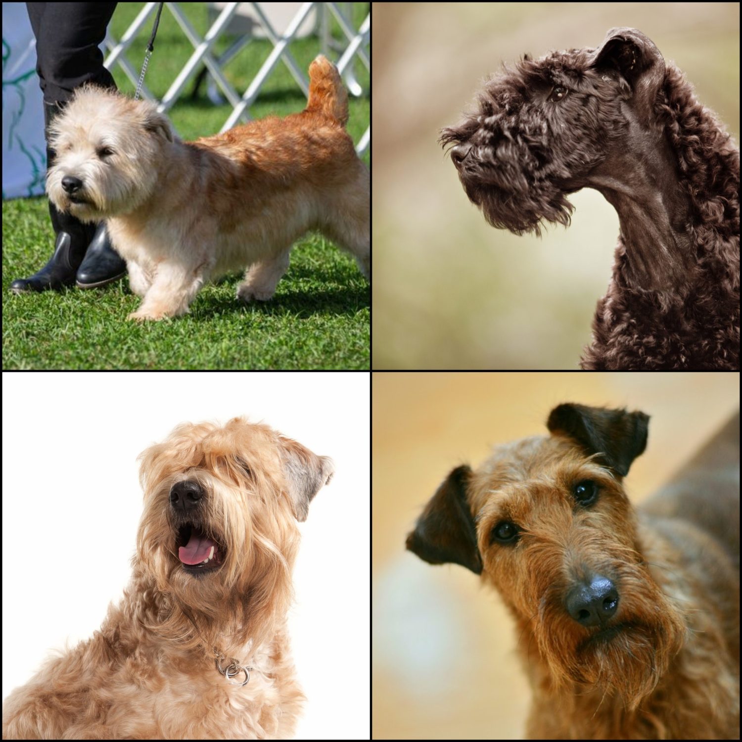 Glen of Imaal Terrier, Irish Terrier, Kerry Blue Terrier, Soft-Coated Wheaten Terrier, Jerome K. Jerome, Glen of Imaal Terrier, Irish terriers