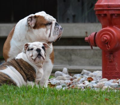 fire hydrants,